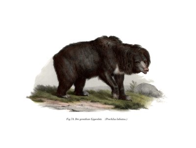Almindelig indisk dovendyrbjørn, 1860 af German School