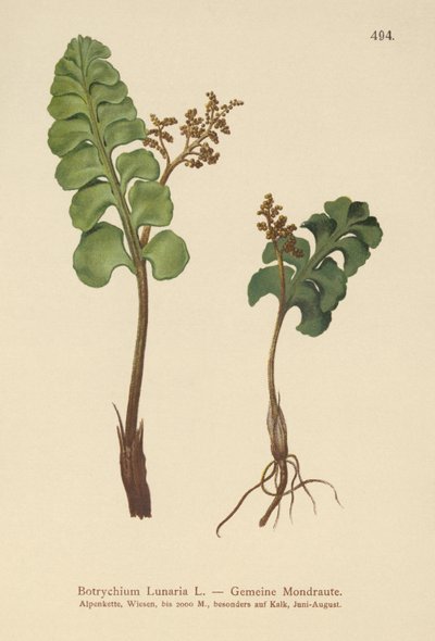 Almindelig månerod (Botrychium lunaria) af German School