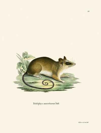 Common Mouse Opossum (farvet gravering) af German School