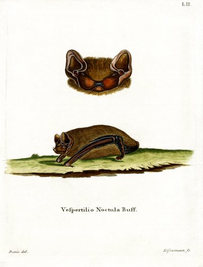 Almindelig Noctule Bat (farvet indgravering) af German School