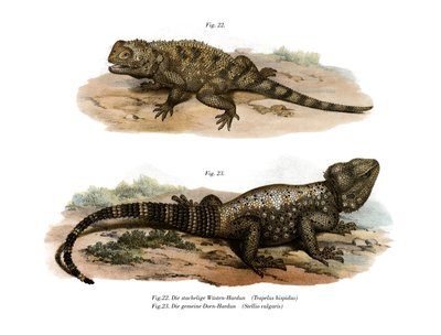 Almindelig Spiny Agama (farve litho) af German School