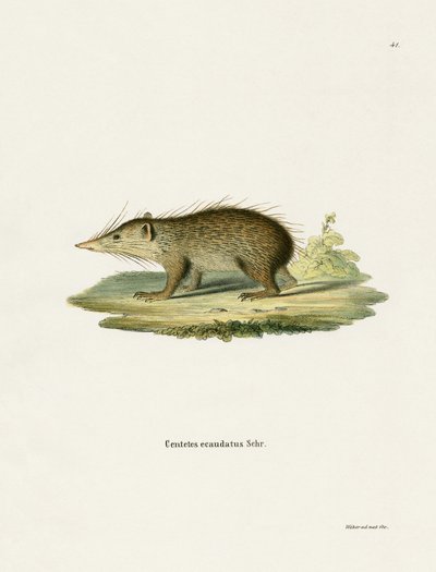 Almindelig Tenrec (farvet gravering) af German School