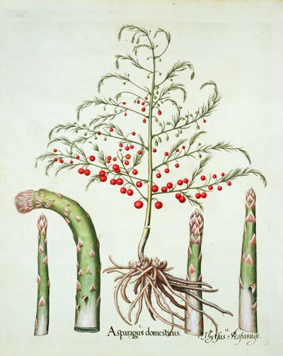 Almindelige asparges i blomst og frugt, fra Hortus Eystettensis af Basil Besler (1561-1629), pub. 1613 (håndfarvet gravering) af German School