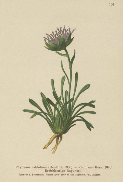 Forvirret Rampion (Phyteuma confusum, Phyteuma latifolium, Phyteuma hemisphaericum ssp. confusum, Phyteuma nanum) af German School