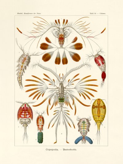 Copepoda, 1899-1904 af German School