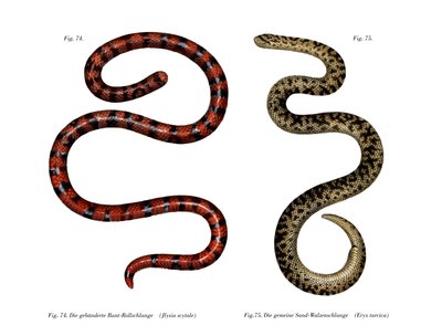 Coral Cylinder Snake (farve litho) af German School