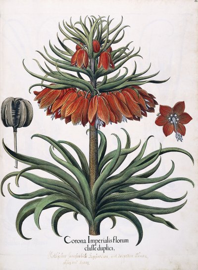 Corona Imperialis Florum, 1613dani af German School