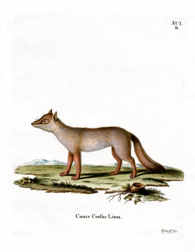 Corsac Fox (farvet gravering) af German School