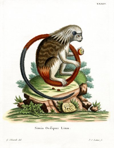 Bomuld-top Tamarin (farvet gravering) af German School