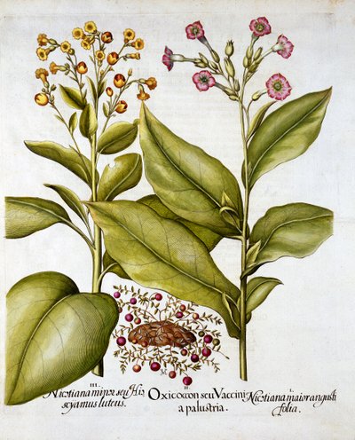 Tranebær og blomstrende tobak, fra Hortus Eystettensis, af Basil Besler (1561-1629), pub. 1613 (håndkoloreret gravering) af German School