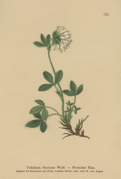 Flødekløver (Trifolium Noricum) af German School