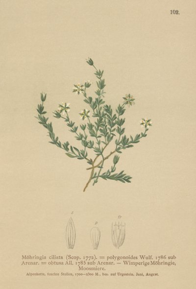 Krybende Sandwort (Moehringia ciliata, Moehringia polygonoides, Arenaria obtusa) af German School