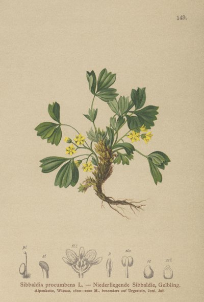 Krybende Sibbaldia (Sibbaldia procumbens) af German School