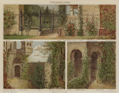 Krybende og klatrende planter af German School