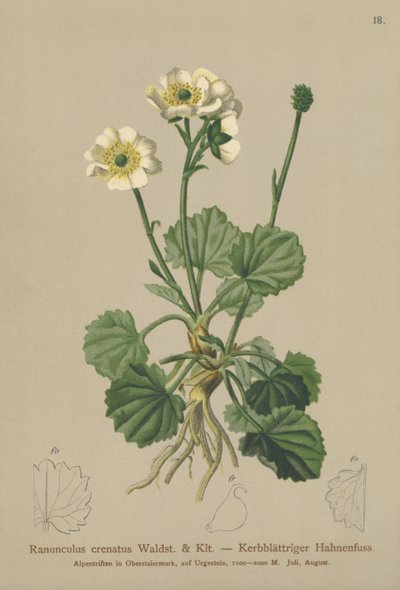 Ranunkel (Ranunculus crenatus) af German School
