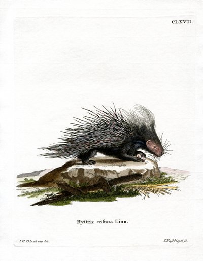 Crested Porcupine (farvet gravering) af German School