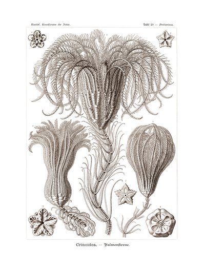 Crinoidea, 1899-1904 af German School