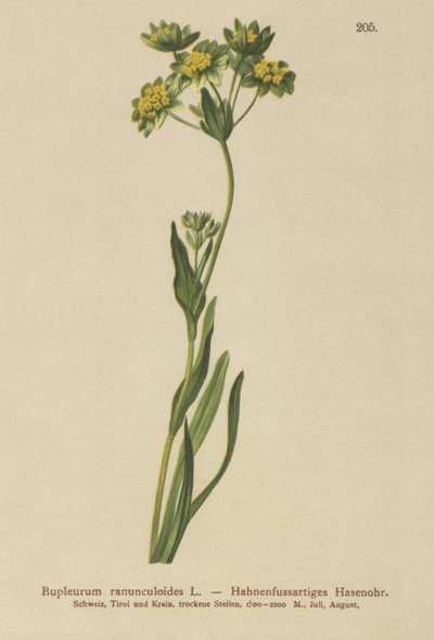 Kragefod- Bladet Hareøre (Bupleurum ranunculoides) af German School