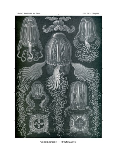 Cubomedusae, 1899-1904 af German School