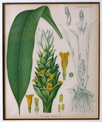 Curcuma longa (gurkemeje) fra Kohlers Medicinal Plants af Franz Eugen Kohler af German School