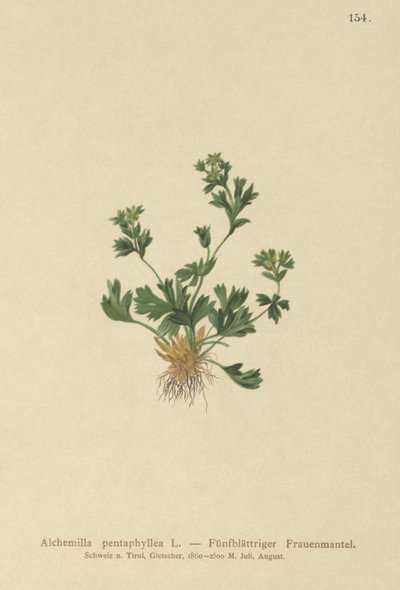 Skåret bladet Ladys Mantle (Alchemilla pentaphyllea) af German School