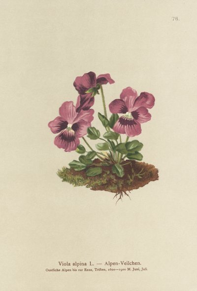 Cyclamen, Alpeviol (Viola alpina) af German School