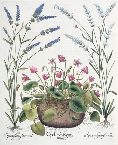 Cyclamen og lavendel: 1. Cyclamen Romanum; 2. Spica vulgaris hvid blomst; 3. Spica vulgaris med en blå blomst, fra Hortus Eystettensis af Basil Besler (1561-1629), pub. 1613 af German School