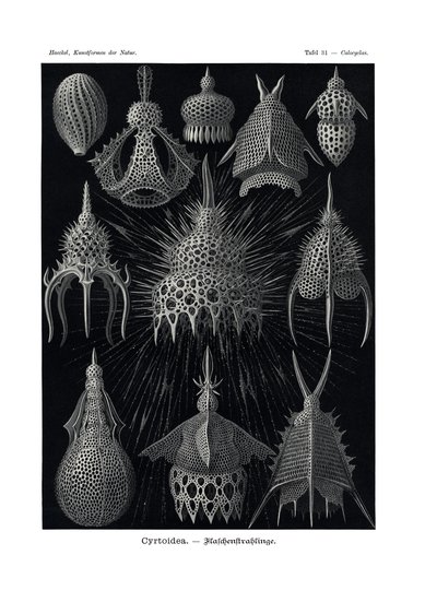 Cyrtoidea, 1899-1904 af German School
