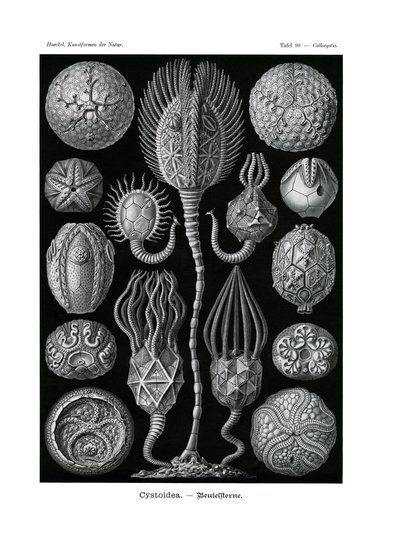 Cystoidea, 1899-1904 af German School