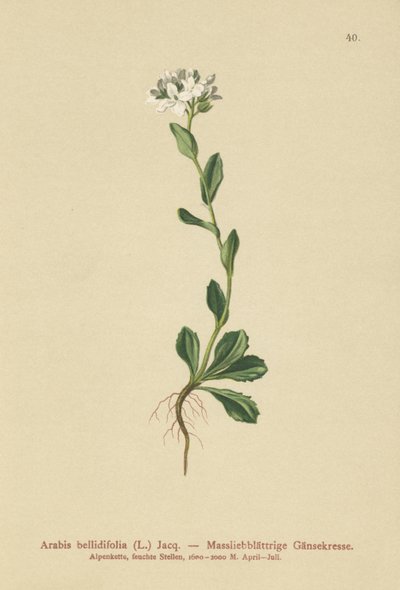 Tusindbladet stenkarse (Arabis bellidifolia) af German School