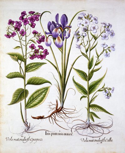 Dames Violet and a Field Iris, fra Hortus Eystettensis, af Basil Besler (1561-1629), pub. 1613 (håndfarvet gravering) af German School