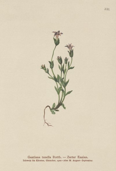 Danes Dværg-Ensian (Gentiana tenella, Gentianella tenella, Comastoma tenellum) af German School