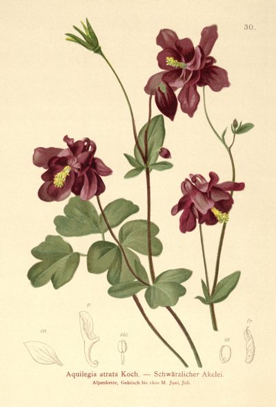 Mørk Columbine (Aquilegia atrata) af German School