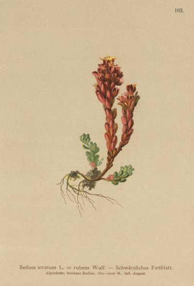 Mørk stenurt (Sedum atratum, Sedum rubens) af German School