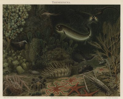 Dybhavsfauna (farve litho) af German School