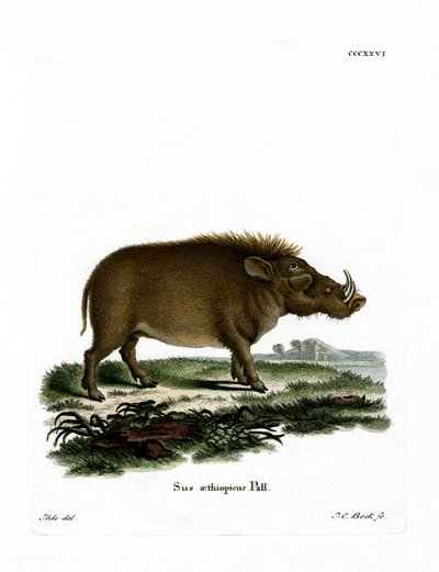 Desert Warthog (farvet gravering) af German School