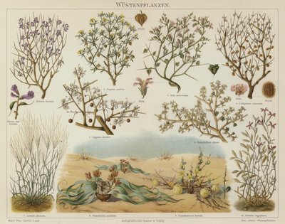 Ørkenplanter (farve litho) af German School