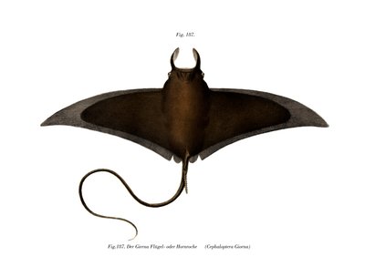 Devil Fish (farve litho) af German School