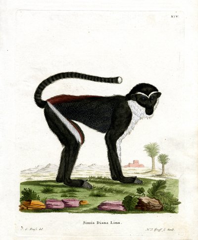 Diana Monkey (farvet gravering) af German School