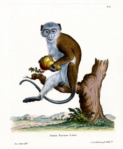 Diana Monkey (farvet gravering) af German School