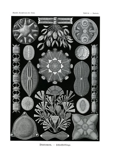 Diatomea, 1899-1904 af German School