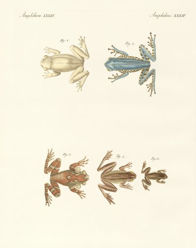 Forskellige slags fremmede løvfrøer (farvet indgravering) af German School