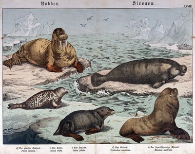 Forskellige typer sæler (marmorsæl til venstre), hvalros (øverst til venstre) og søløver - i "Natural history of pattedyr", red. Schreiber, München af German School