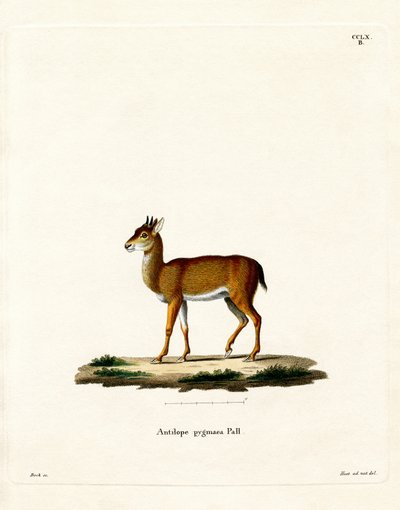 Dik-dik (farvet gravering) af German School