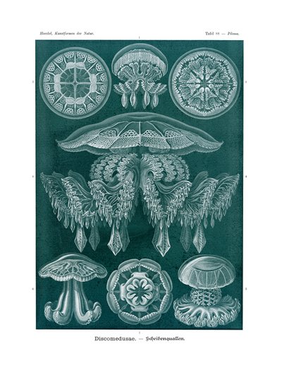 Discomedusae, 1899-1904 af German School