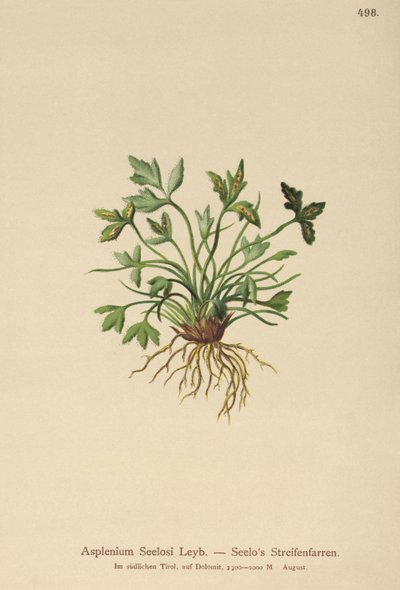 Dolomit Spleenwort (Asplenium Seelosii) af German School