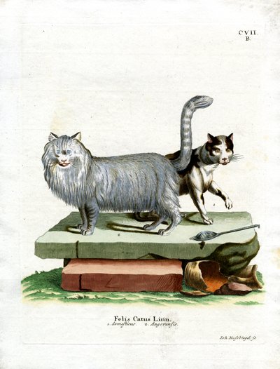 Huskat (farvet indgravering) af German School