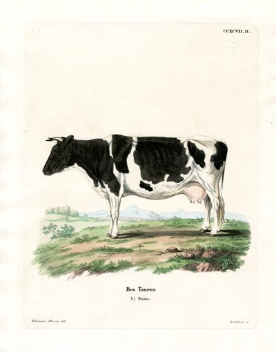 Tamkvæg (farvet gravering) af German School