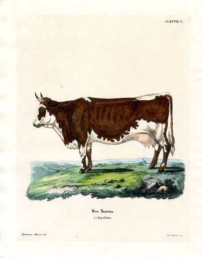 Tamkvæg (farvet gravering) af German School
