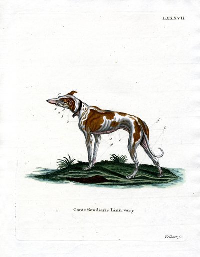 Tamhund (farvet indgravering) af German School